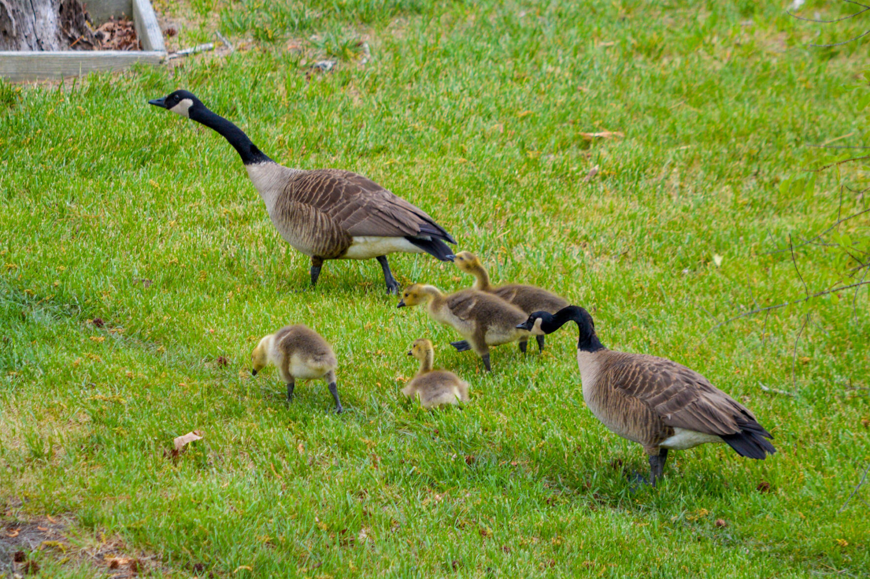 Geese and goslings